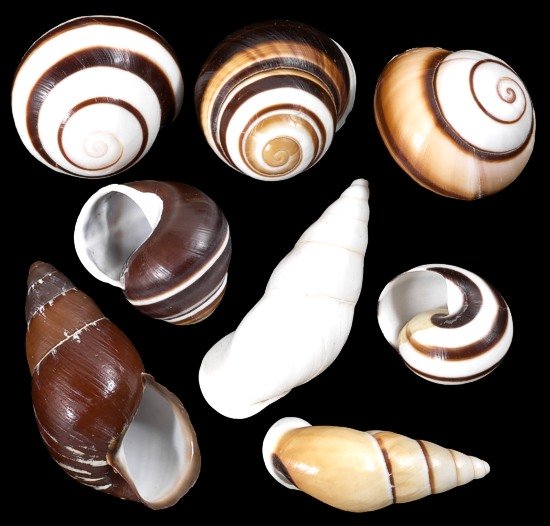 Assorted Land Snails