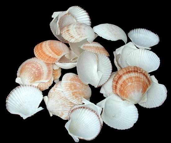 Baby Deep Scallops