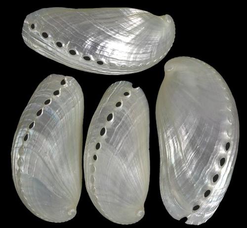 Baby Pearl Abalones Polished