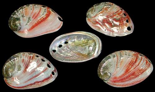 Baby Red Abalones Polished 1/14/13