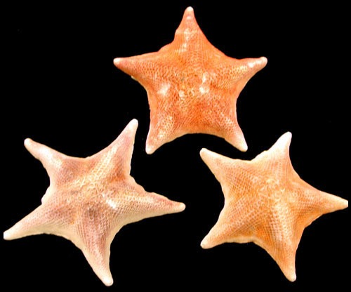 Bat Starfish