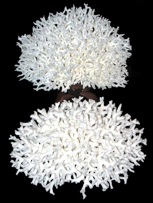 Birdnext Coral  