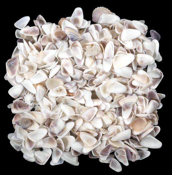 Blue/White Coquina Shells