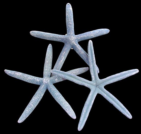 Blue Starfish