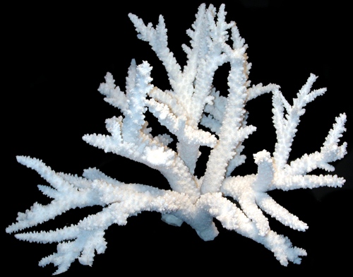 Branch Coral  