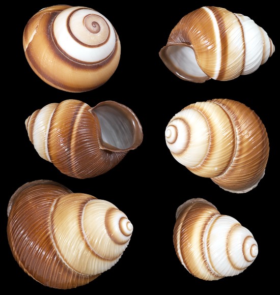 Brown Land Snails