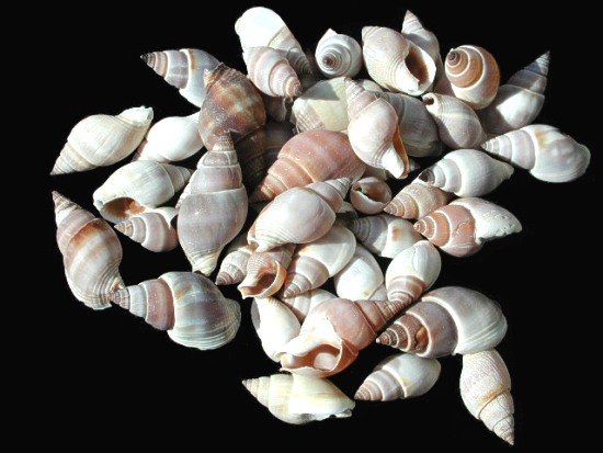 Brown Marginellas Shells