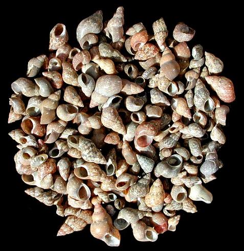 Brown Melissas Shells