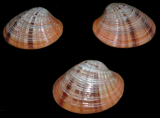 Callista Erycina Clam Pairs   9/27/13