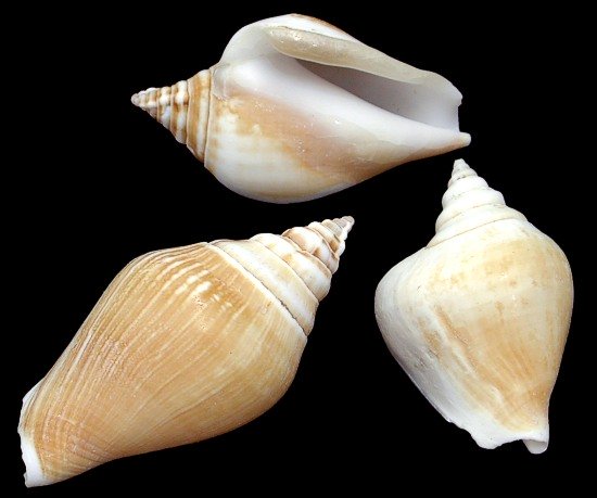 Canarium Shells  8/4/13