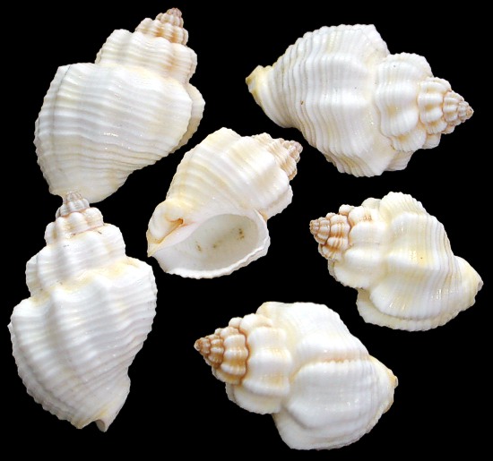 Cancellaria Shells  1/12/13  out
