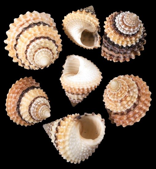 Candy Snail Shells