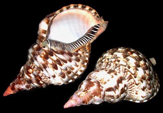 Caribbean Triton Shell    10/24/13