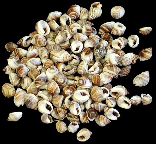 Common Nutmeg Shells