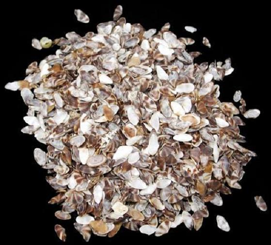 Coquina Shell Brown White