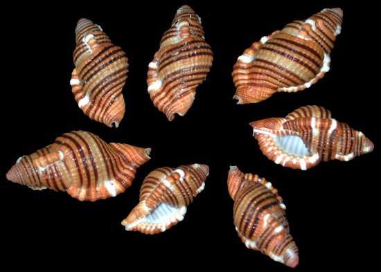 Cymatium Sarlostoma