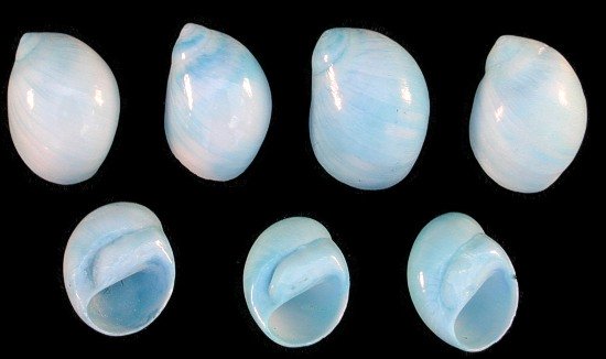 Dyed Blue Moon Shells   10/22/13