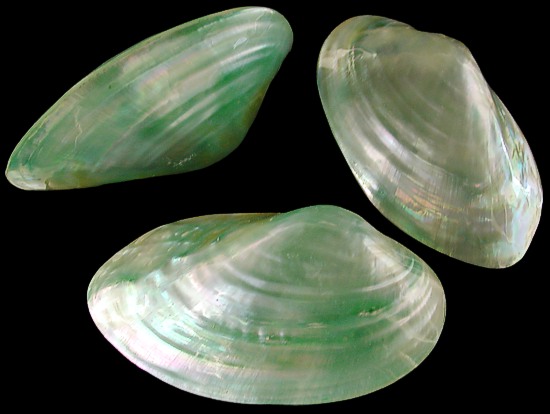 Dyed Green Clam Pairs   10/22/13