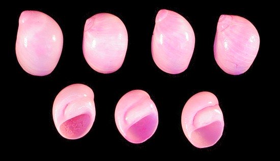 Dyed Pink Moon Shells   10/22/13