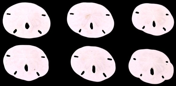 Florida Sand Dollars Small