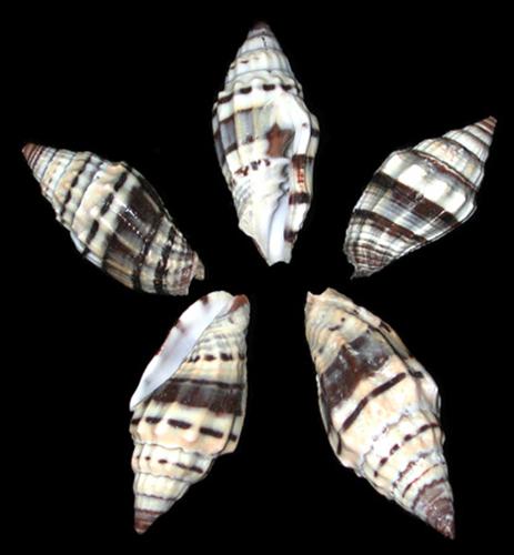 Giant Mitre Shells