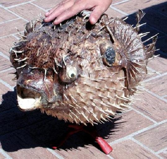 dried porcupine fish porcupine size