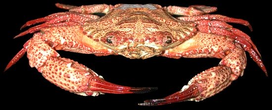 Giant Red Crab    10/8/13