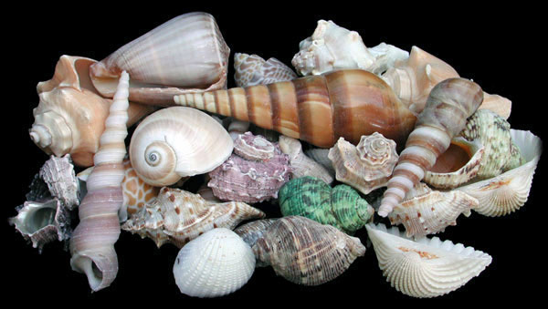 Shell Mix Medium