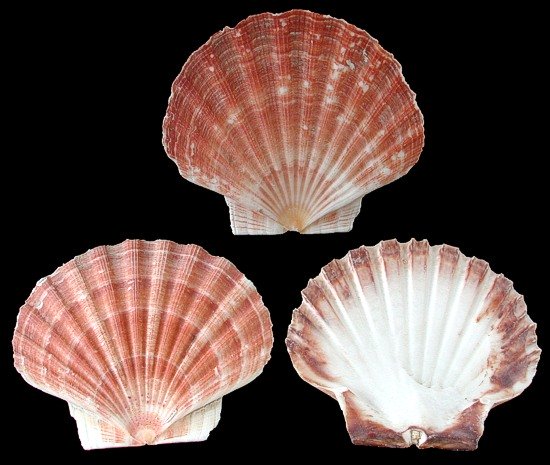 Irish Flat Scallops