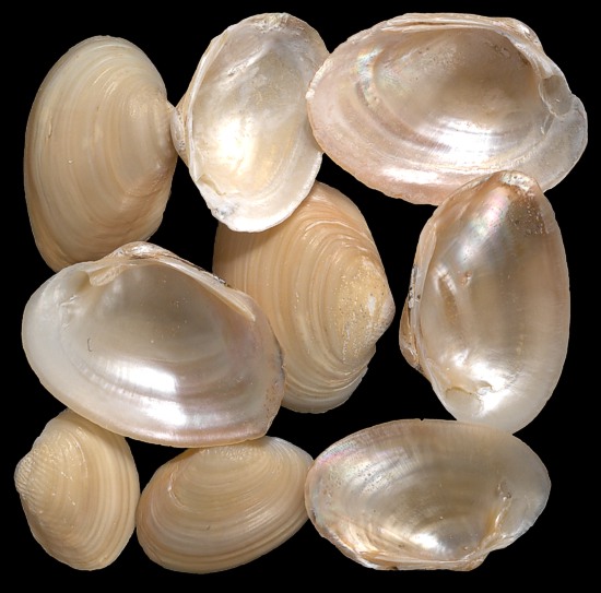 Jingle Shells   11/5/13