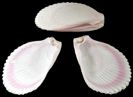 Lima Lima Shells