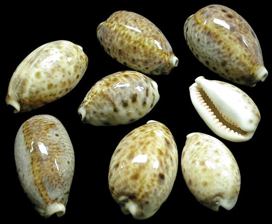 Lynx Cowry Shell   10/8/13