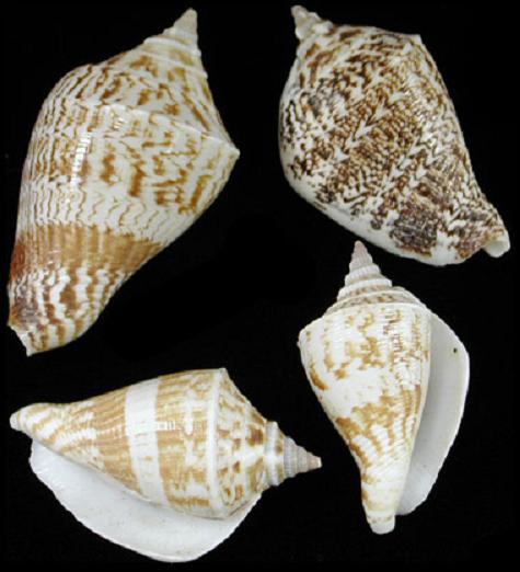 Marginatus Shell