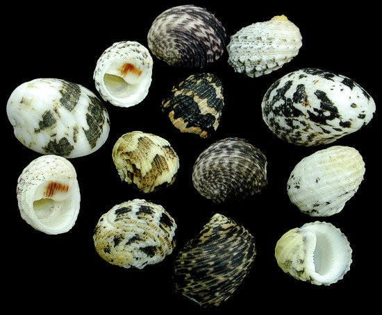 Mixed Nerite Shells