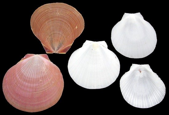 Moon Shell Scallops