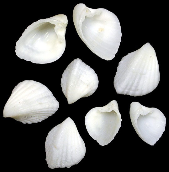 Natural Ark Shells