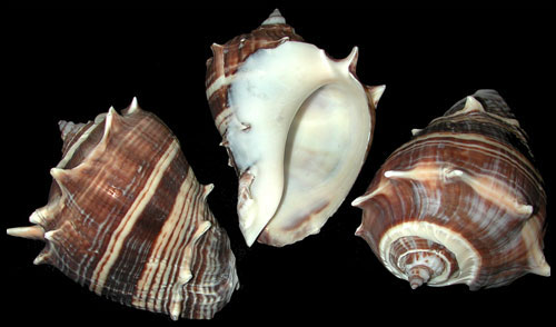 Natural Melongina Shell