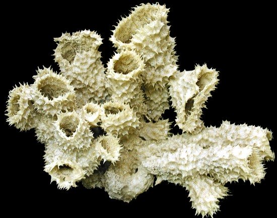 Natural Tube Sponges