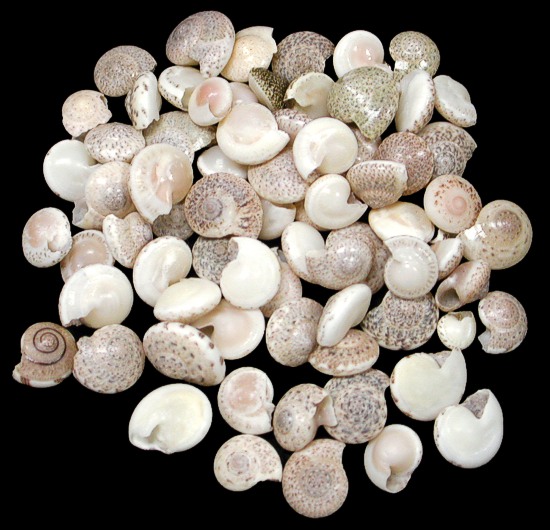 Natural Umbonium Shells