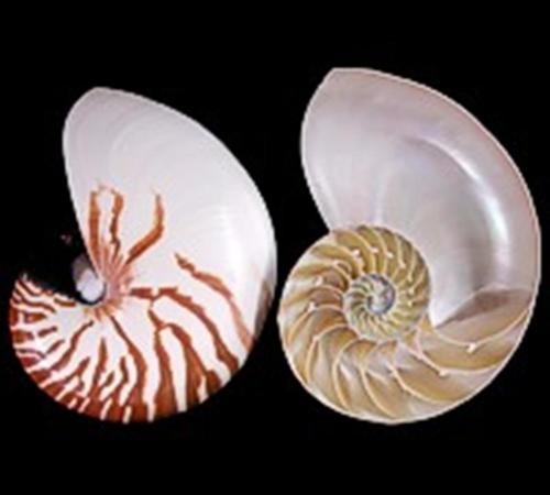 Nautilus Tiger shell center cut