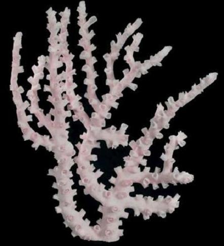 Octopus Coral 