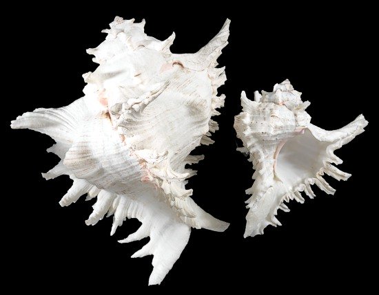 Shell MurexMu haustellum Muricidae 70 mm,Seashell
