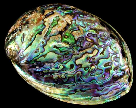 Paua Abalone 8/3/13