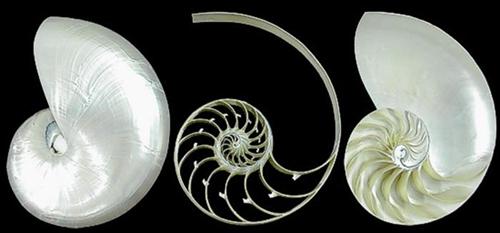 Pearl Nautilus Shell tri cut  04-6