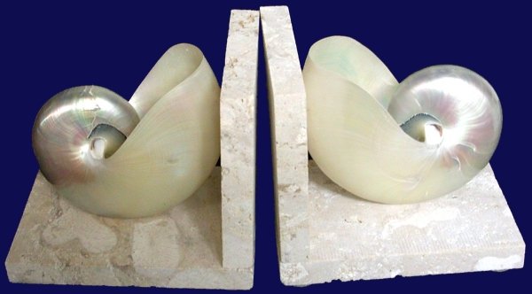 Pearl Nautilus coquina base book ends