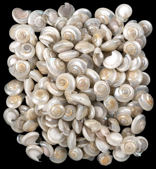 Pearl Umbonium Shells