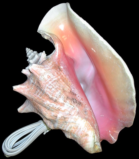 Pink Conch no Base Lamp