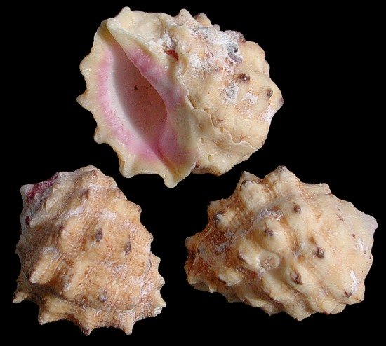 Pink Drupe Shells    