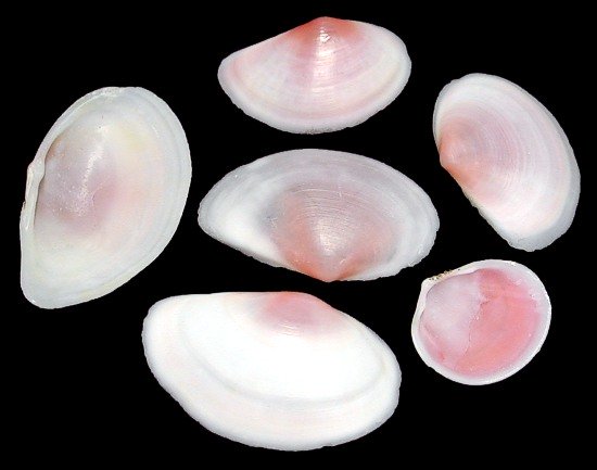 Pink Tellin Shells