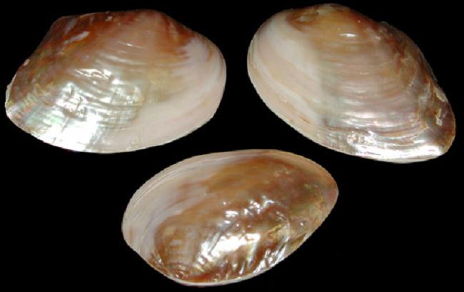 polished Golden Mussel/ pink ubol